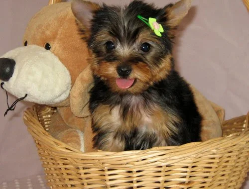 Yorkshire Terrier 12 Wochen mit Papieren ,,