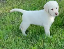 Reinrassige Labradorwelpen mit Ahnentafel.