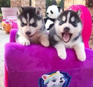 Sibirian Husky welpen Sibirian Husky welpen