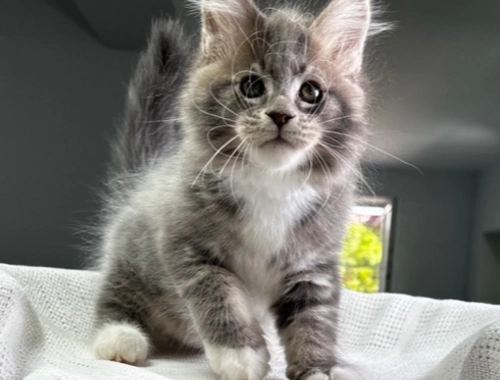 Maine Coon-Kätzchen