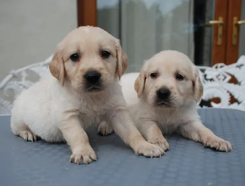 Reinrassige Golden Retriever-Welpen