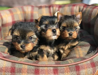 Reinrassige Yorkshire Terrier Welpen