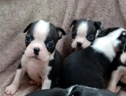 Reinrassige Boston Terrier Welpen