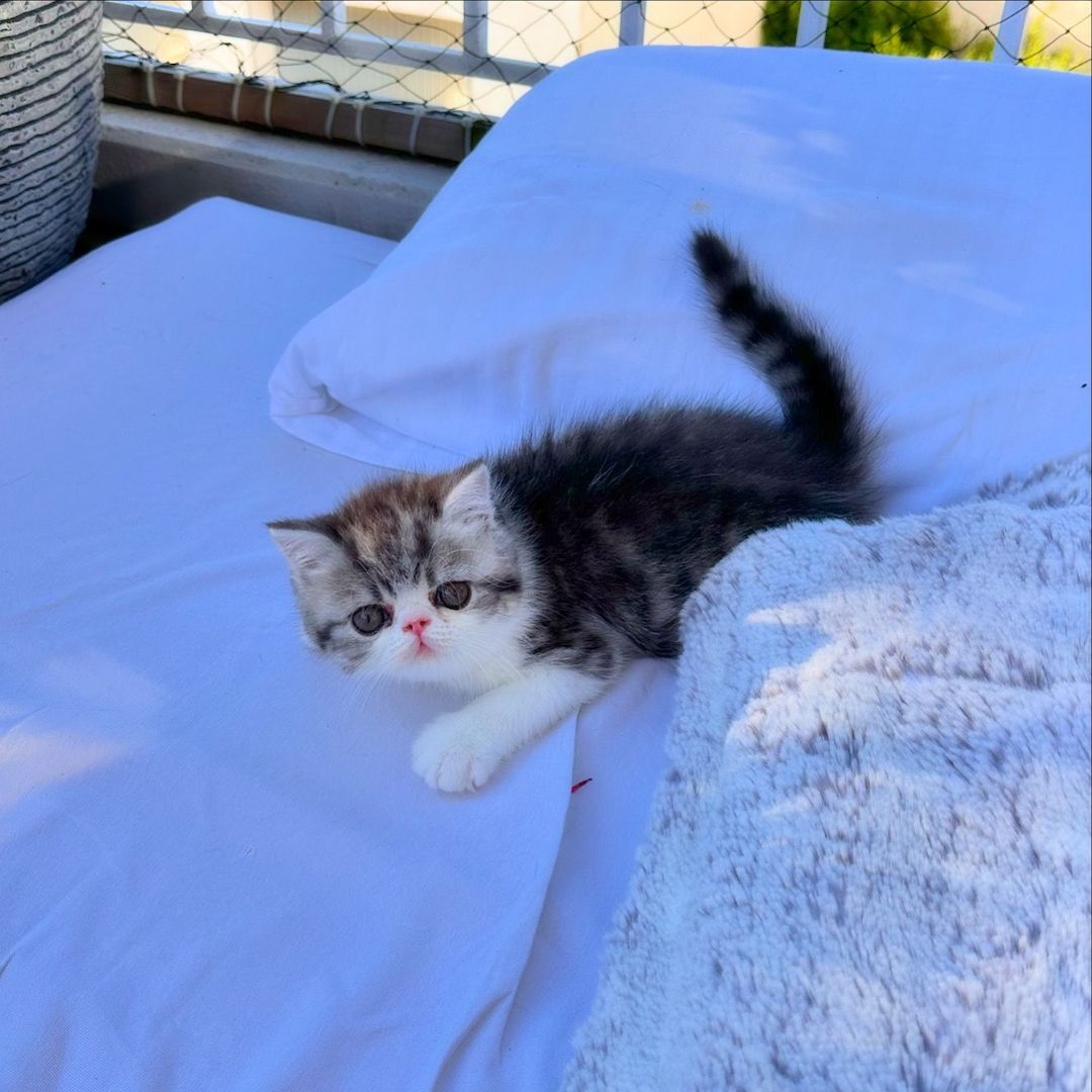 Exotic Shorthair Kitten (männlich): Fibie sucht eine neue Familie