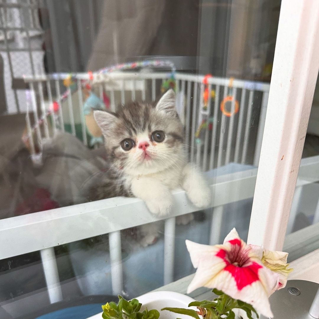 Exotic Shorthair Kitten (männlich): Fibie sucht eine neue Familie