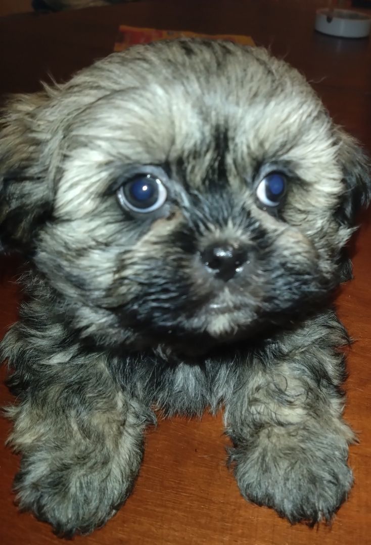 Wundervolle TraumWelpen Familienhund kinderlieb Allergiker geeignet kleinbleibend