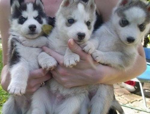 Reinrassige Siberian Husky-Welpen ,,