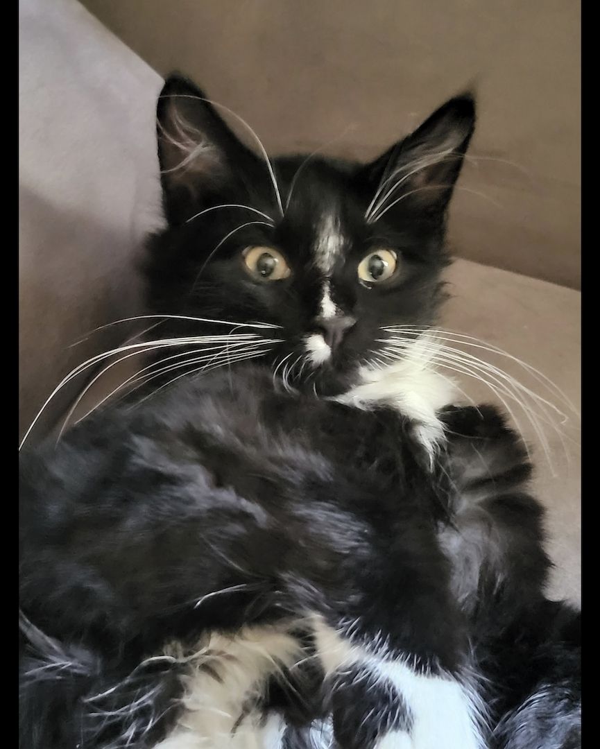 Sibirische Waldkatze