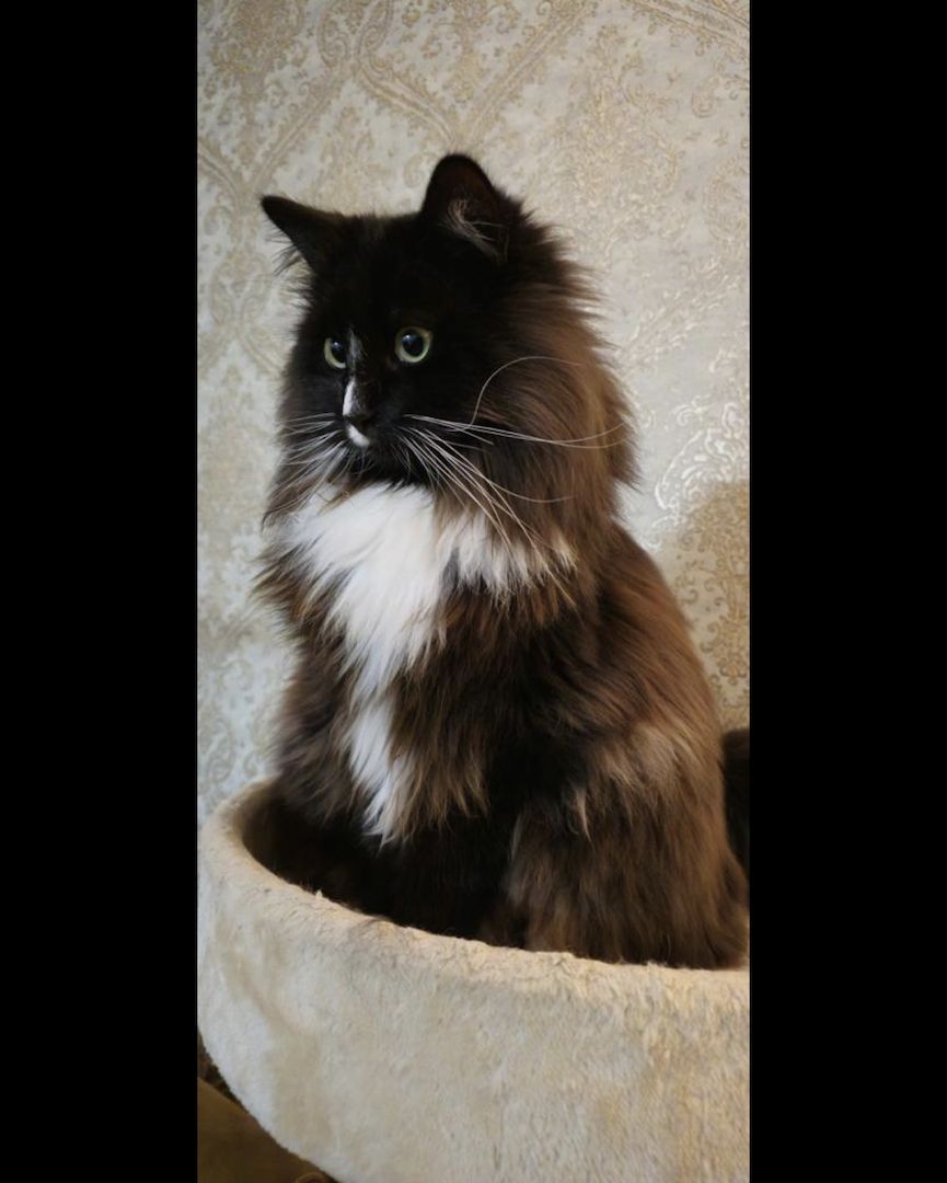 Sibirische Waldkatze