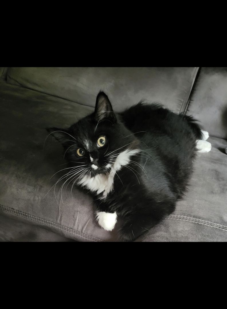 Sibirische Waldkatze