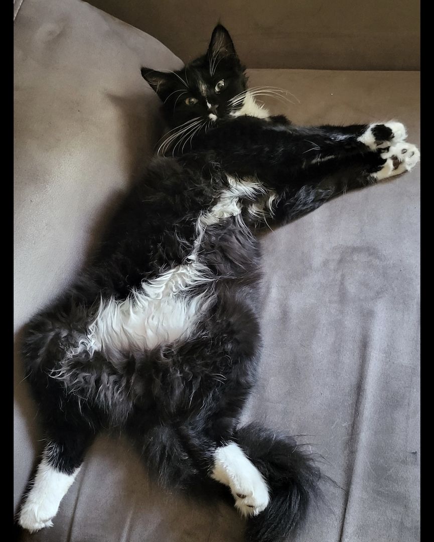 Sibirische Waldkatze