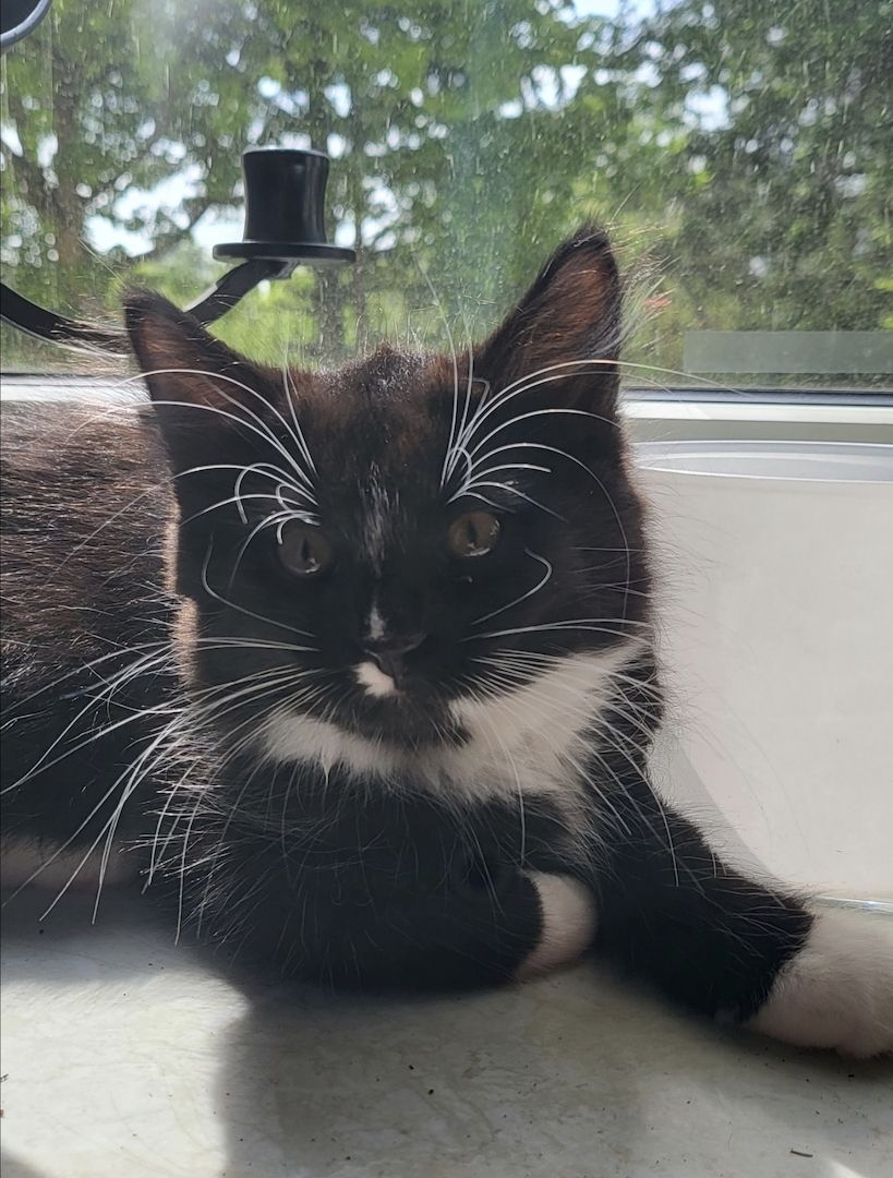 Sibirische Waldkatze