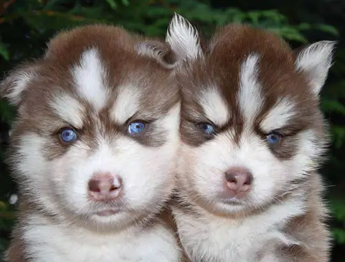 Sibirian Husky welpen ,,