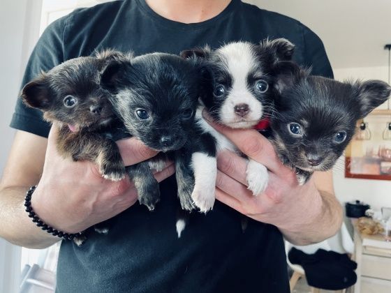 Chihuahua in liebevolle Hände abzugeben. Chihuahua in liebevolle Hände abzugeben.