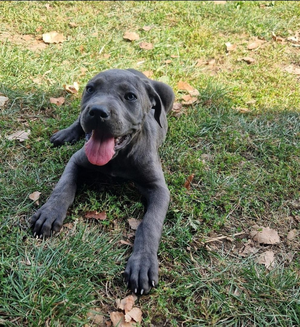Cane Corso Welpen