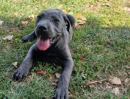 Cane Corso Welpen