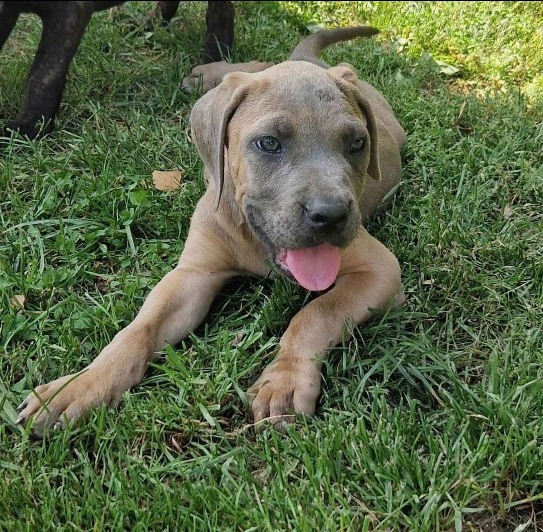 Cane Corso Welpen