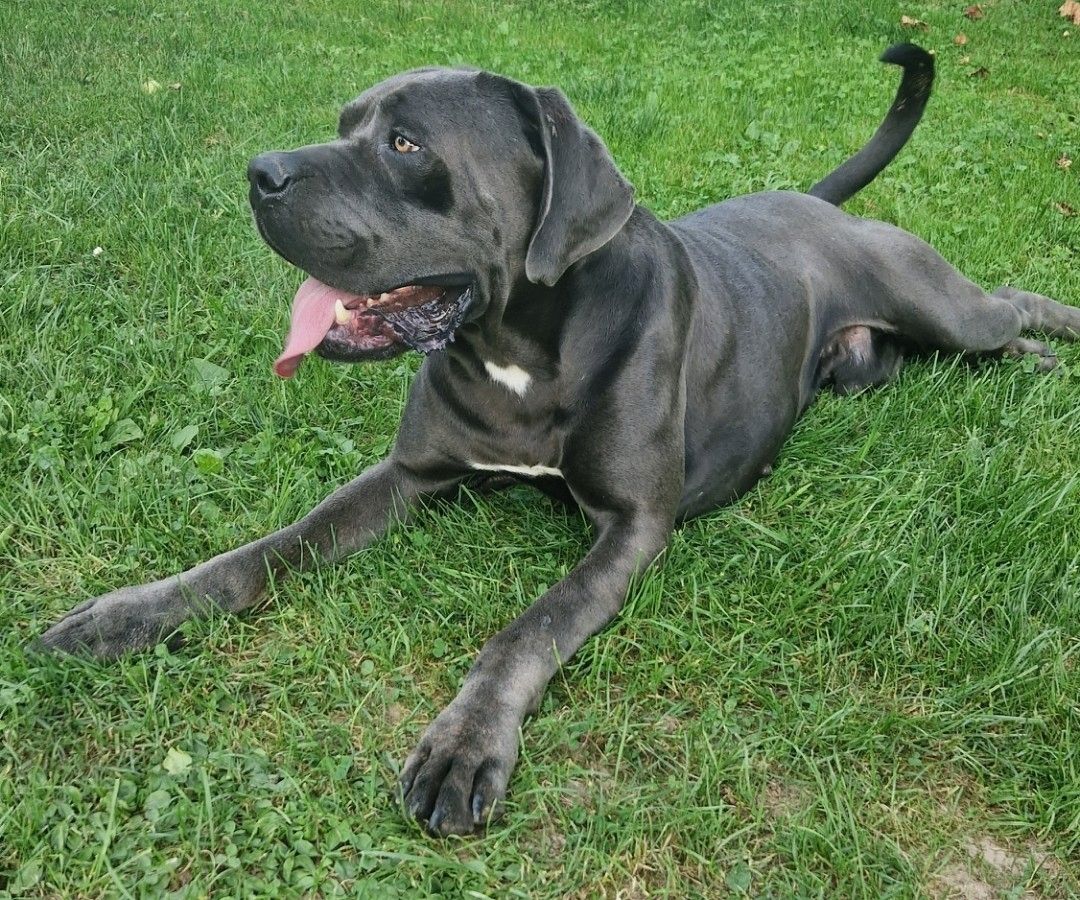 Cane Corso Welpen