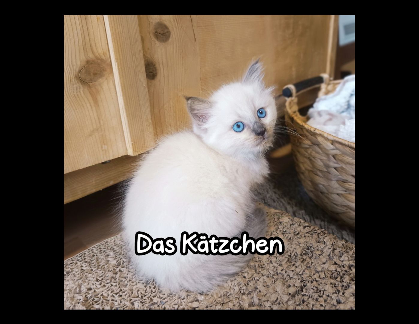 4 Heilige Birma Kitten suchen ein neues liebevolles zu Hause