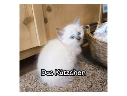 4 Heilige Birma Kitten suchen ein neues liebevolles zu Hause