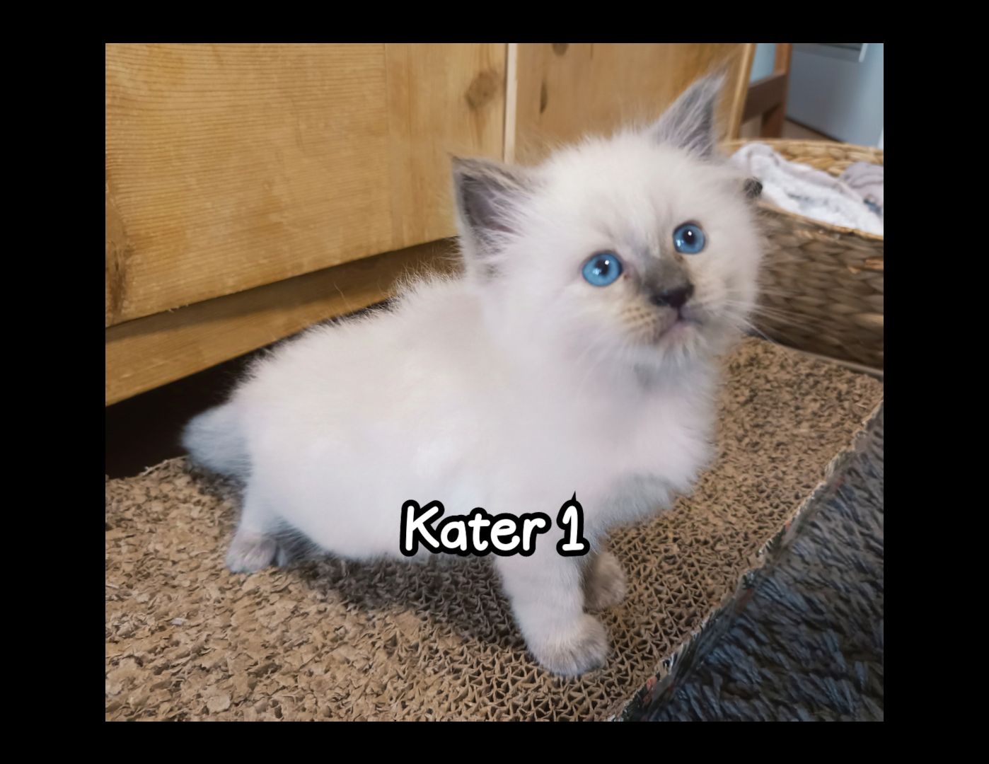 4 Heilige Birma Kitten suchen ein neues liebevolles zu Hause