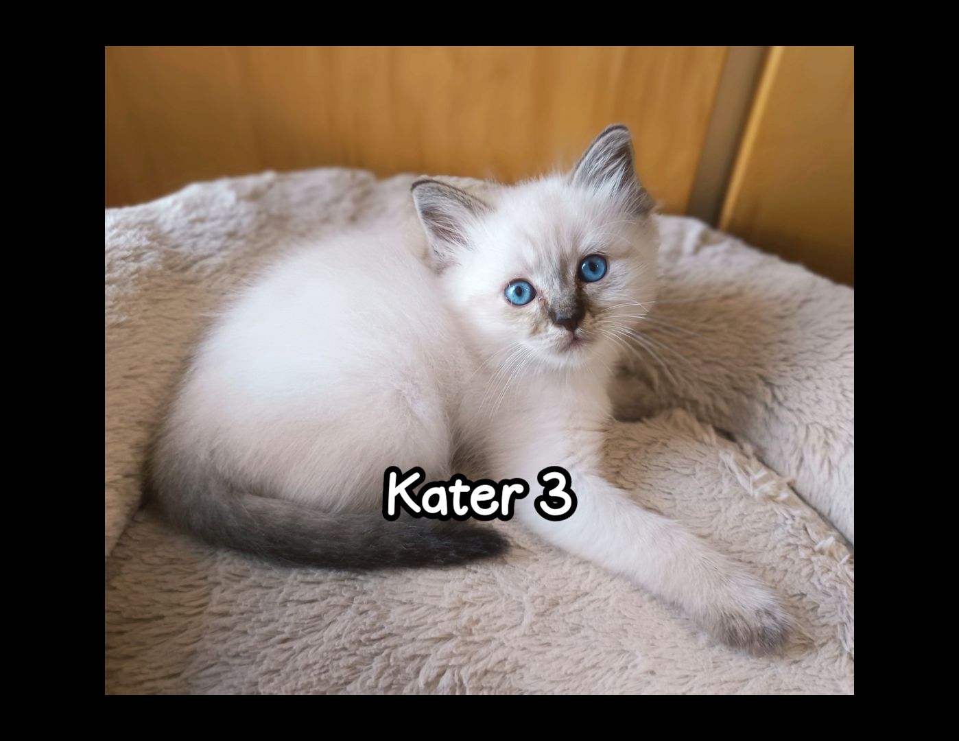 4 Heilige Birma Kitten suchen ein neues liebevolles zu Hause