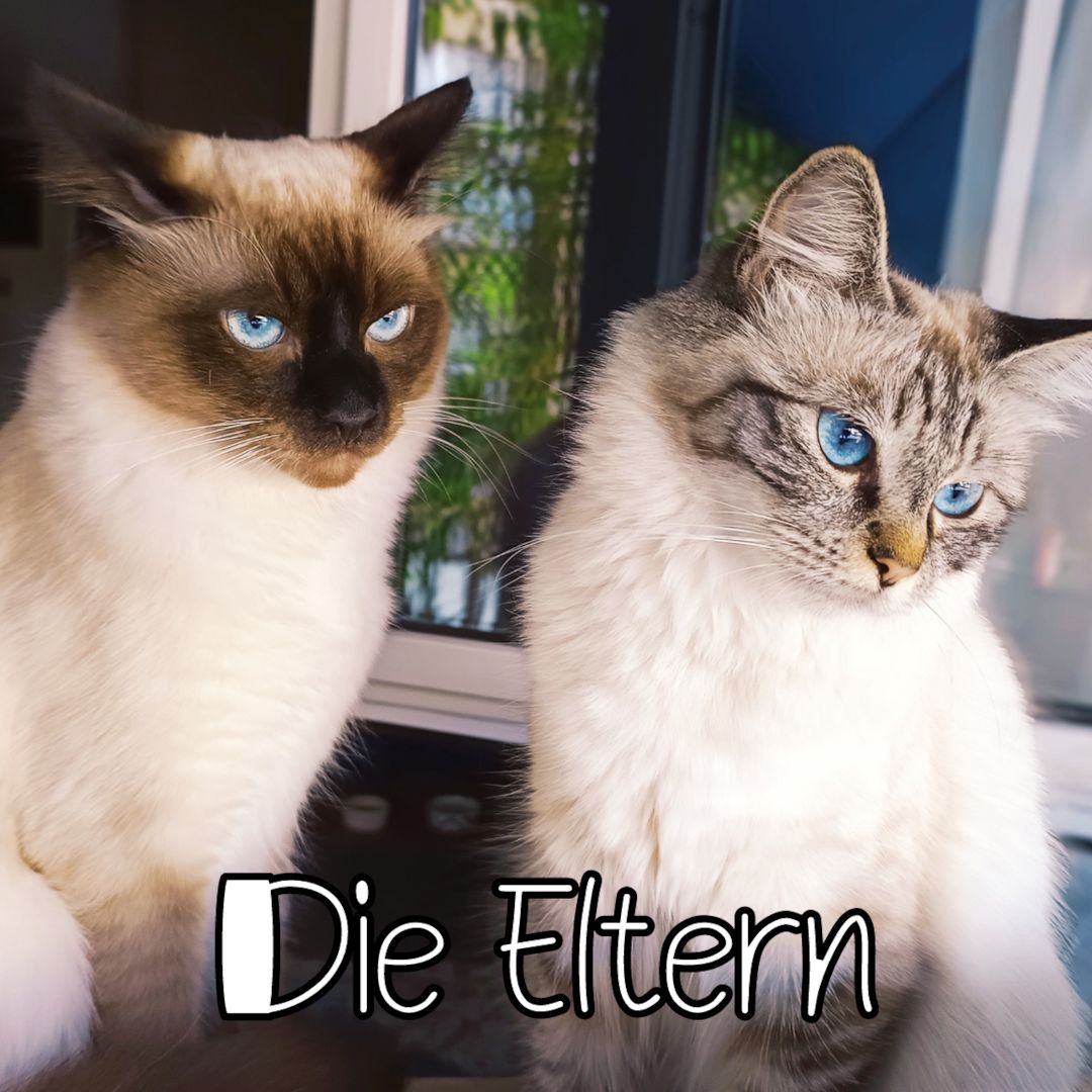 4 Heilige Birma Kitten suchen ein neues liebevolles zu Hause