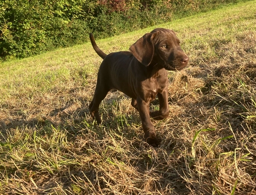 Drahthaar Rhodesian Ridgeback Mischlinge - 32689 Kalletal