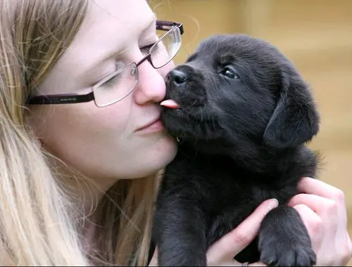 Reinrassige Labradorwelpen mit Ahnentafel. ,.