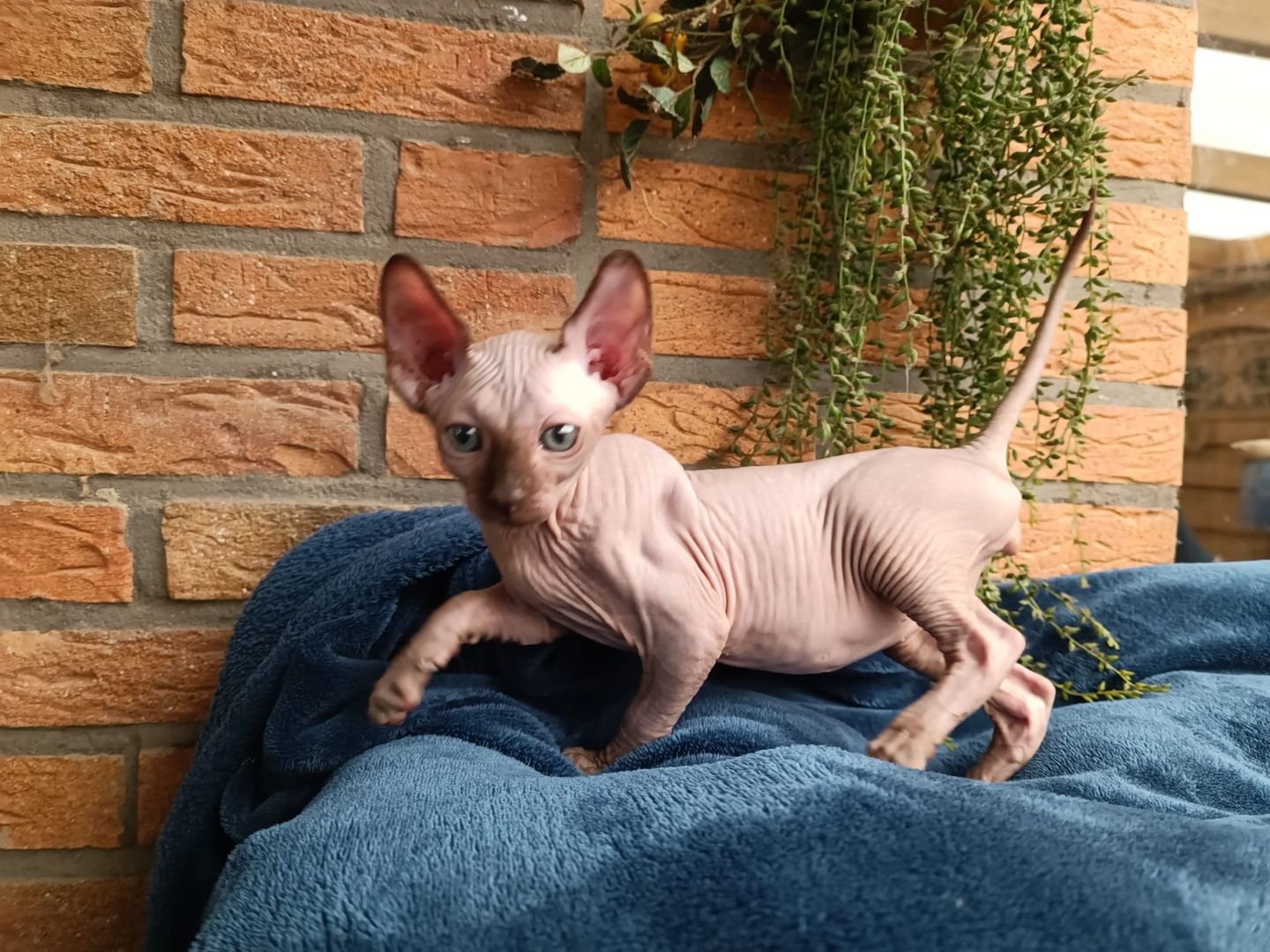 Kanadischen Sphynx-Kätzchen-Baby´s
