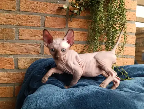 Kanadischen Sphynx-Kätzchen-Baby´s