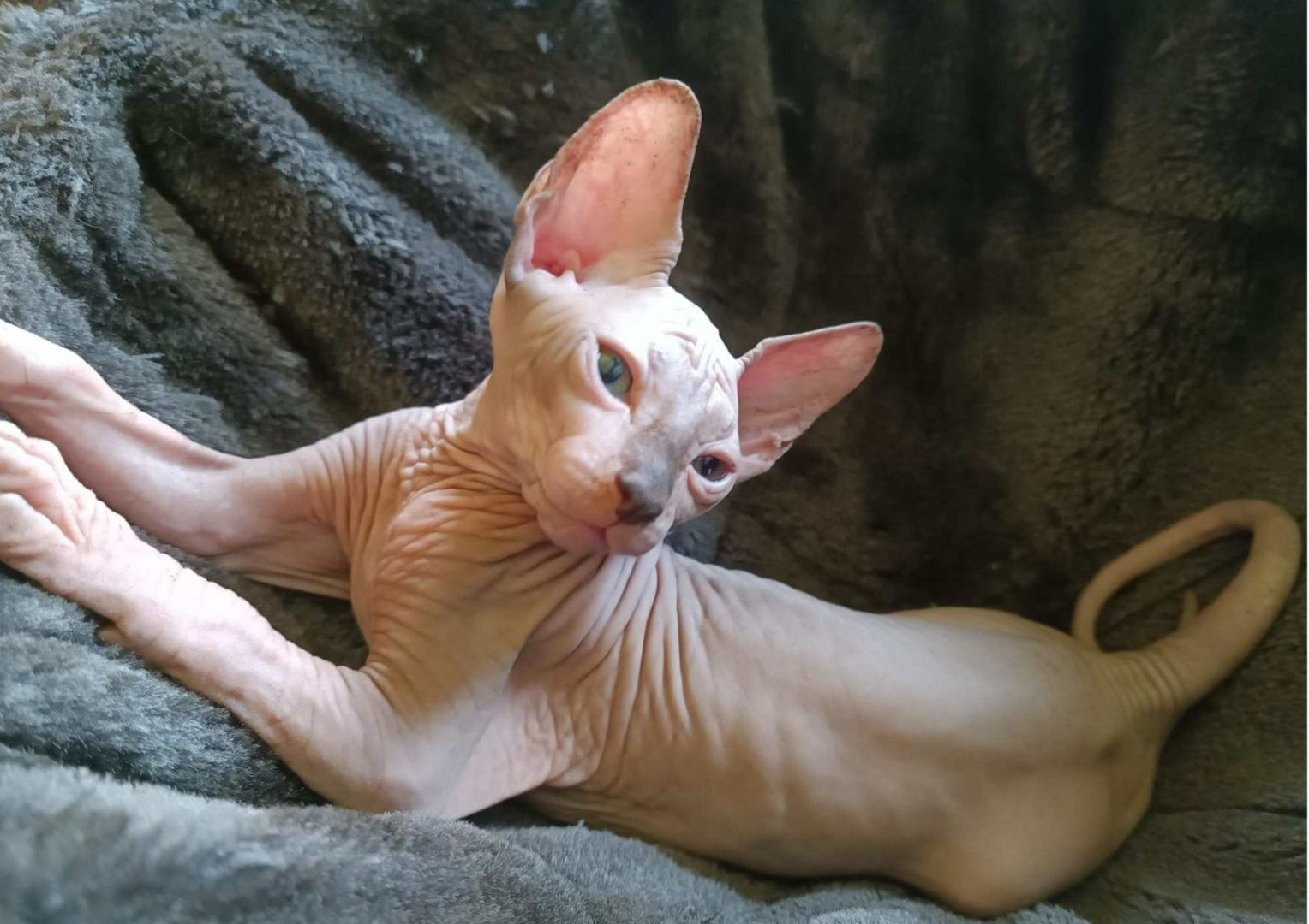 Kanadischen Sphynx-Kätzchen-Baby´s