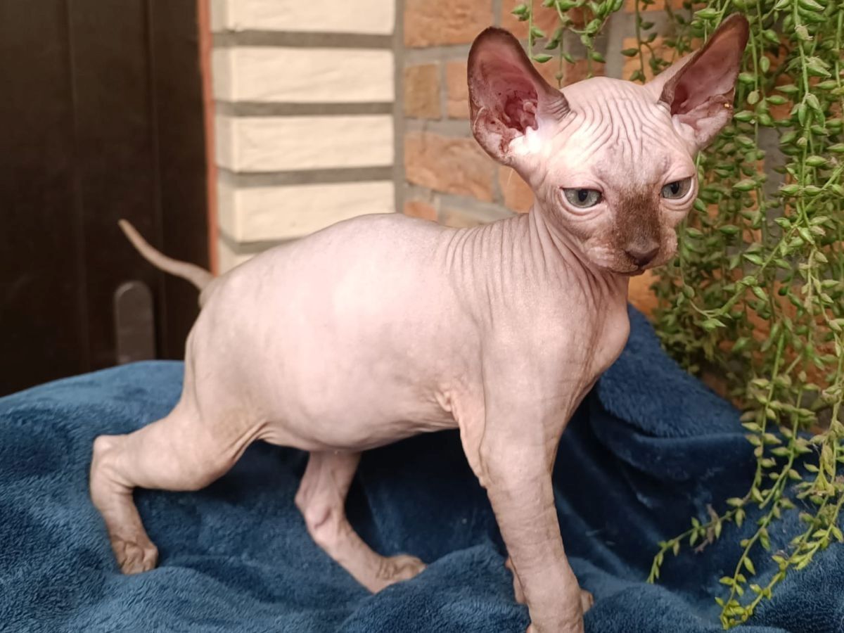 Kanadischen Sphynx-Kätzchen-Baby´s