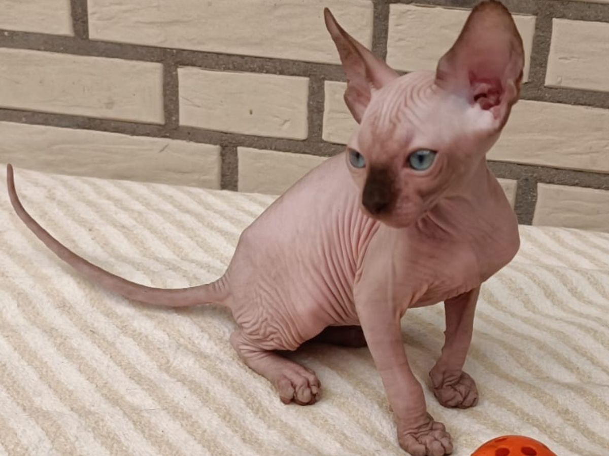 Kanadischen Sphynx-Kätzchen-Baby´s