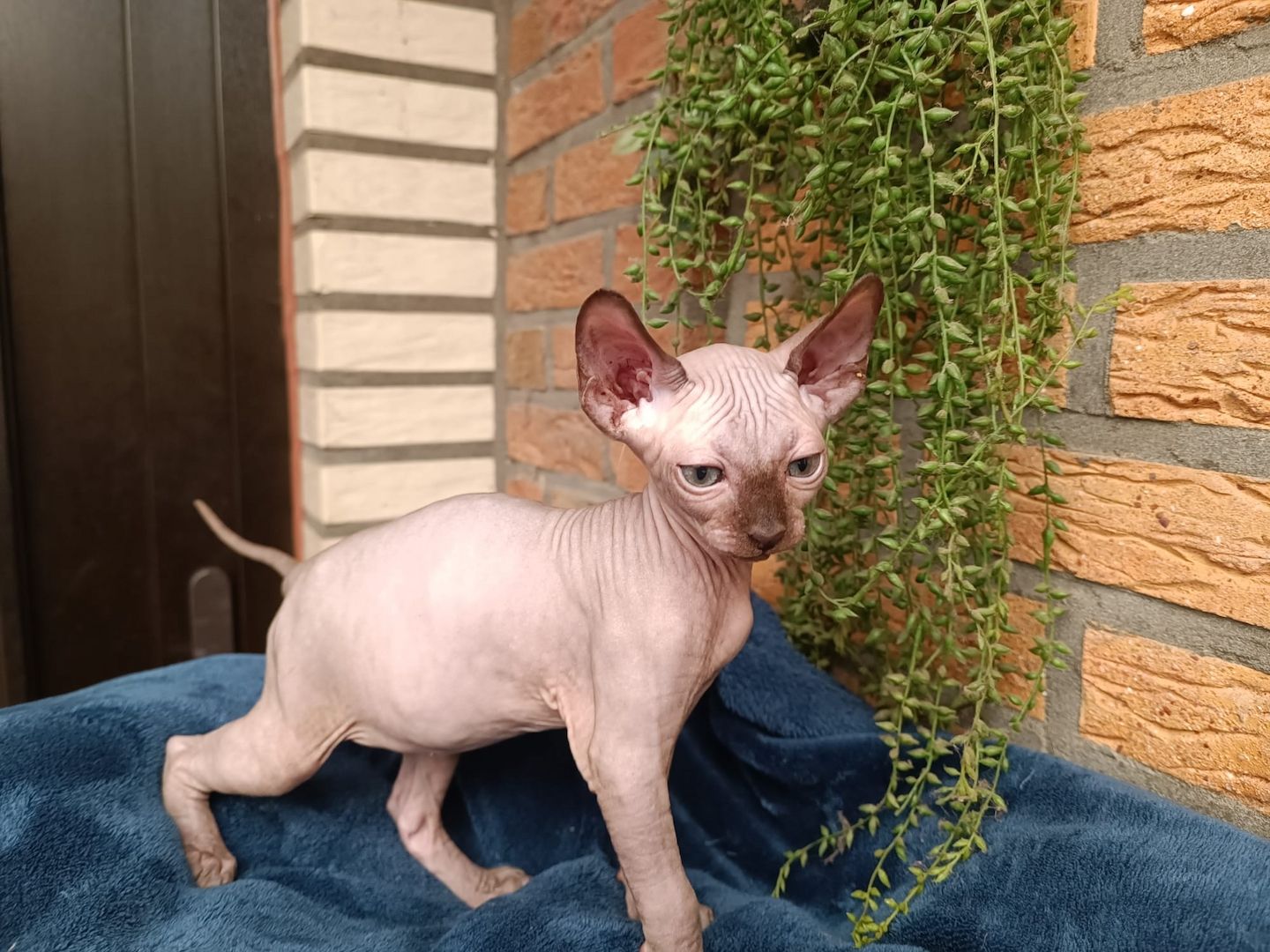 Kanadischen Sphynx-Kätzchen-Baby´s