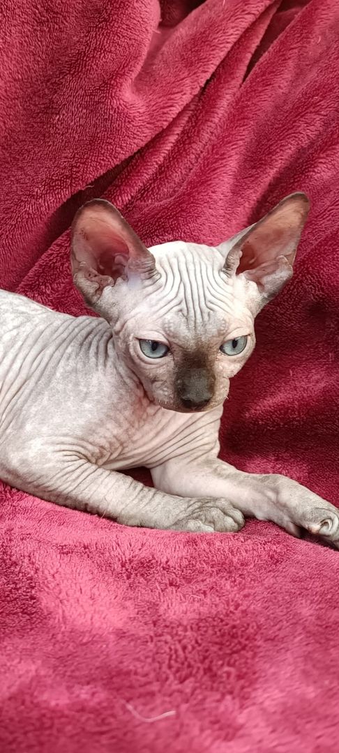 Kanadischen Sphynx-Kätzchen-Baby´s