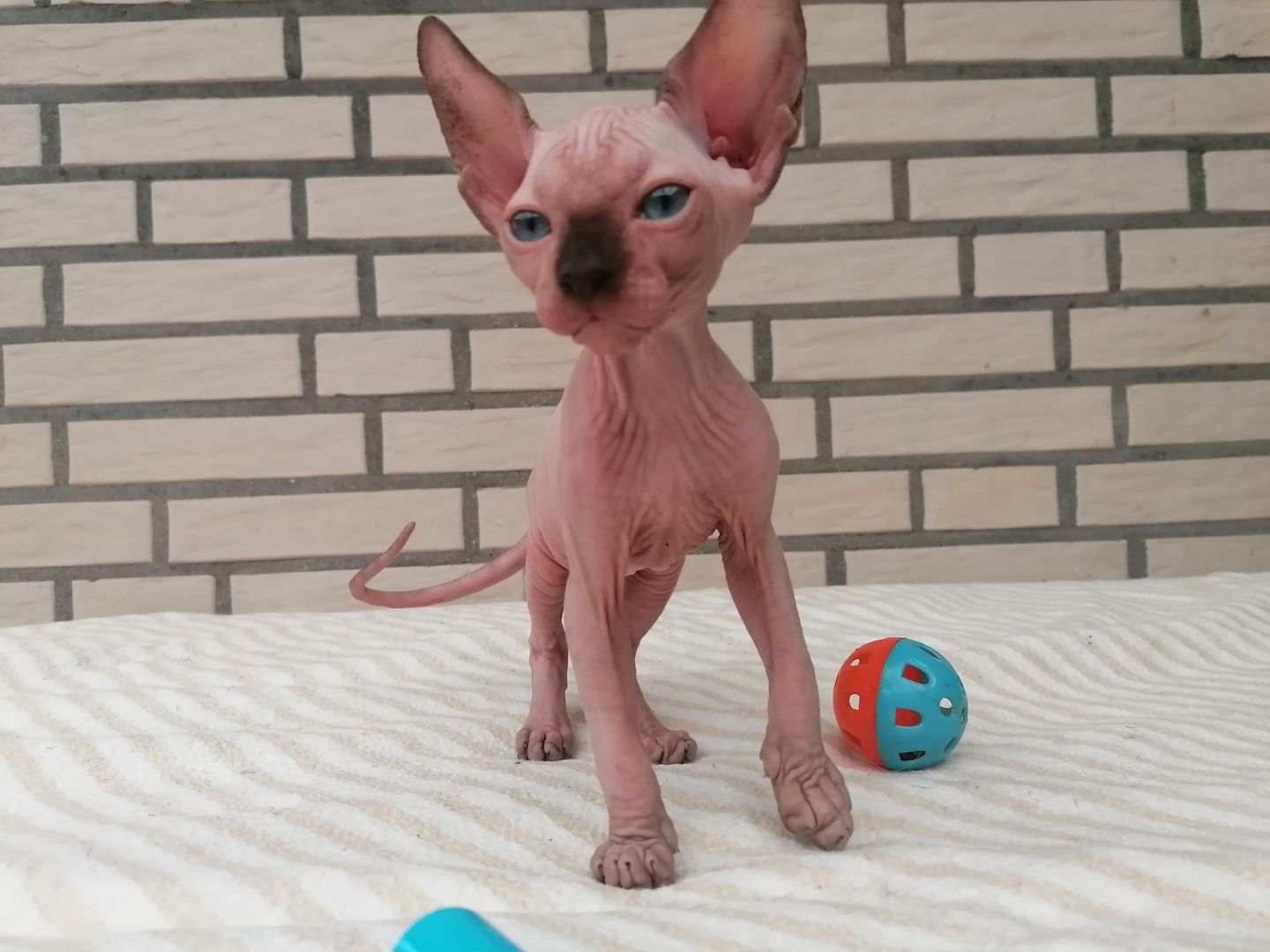 Kanadischen Sphynx-Kätzchen-Baby´s