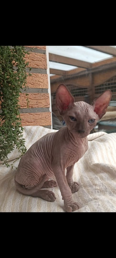 Kanadischen Sphynx-Kätzchen-Baby´s