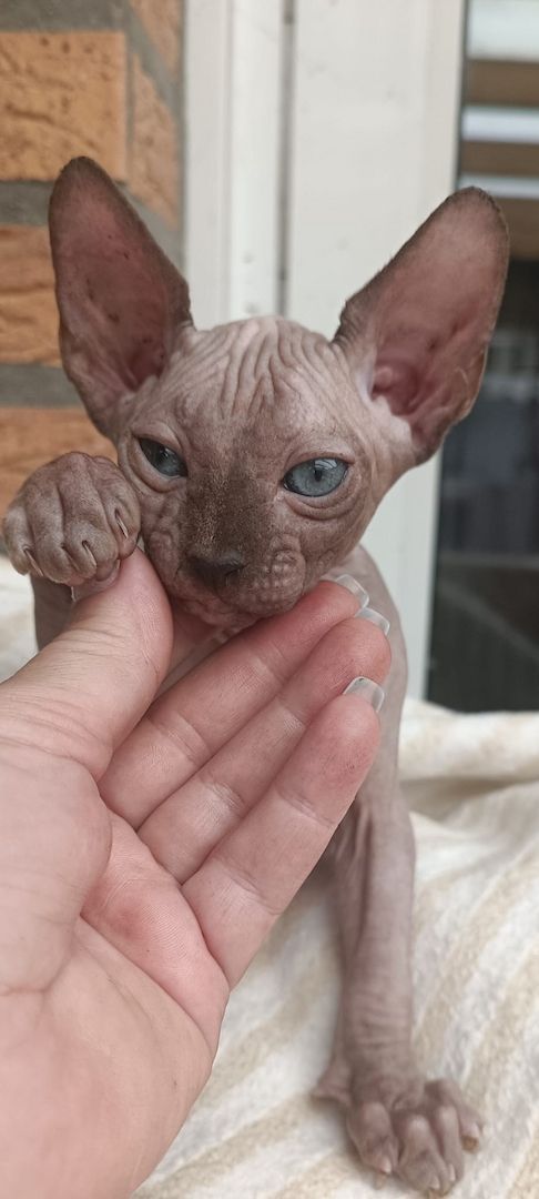 Kanadischen Sphynx-Kätzchen-Baby´s
