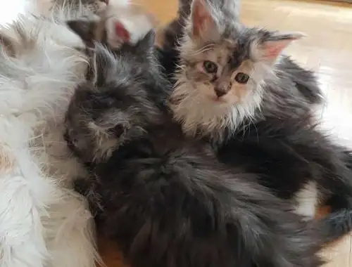 Maine Coon Kitten mit Stammbaum ,,