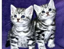 Bkh Silver tabby classic ,, cxcz