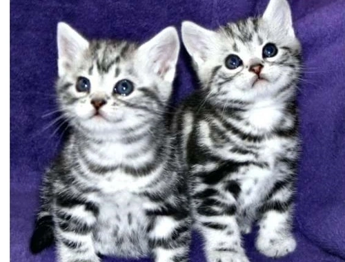 Bkh Silver tabby classic ,, cxcz