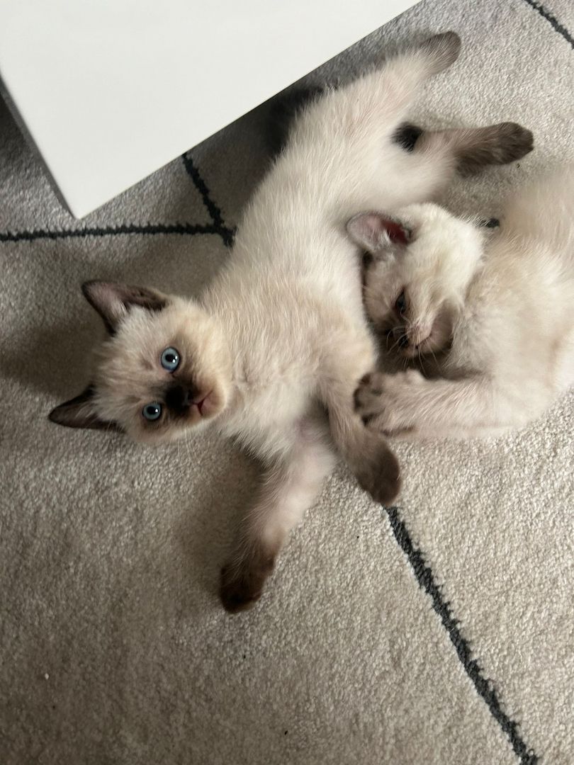 2 Kitten Mädchen ab 26.10.24 abzugeben