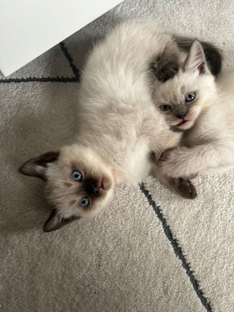 2 Kitten Mädchen ab 26.10.24 abzugeben