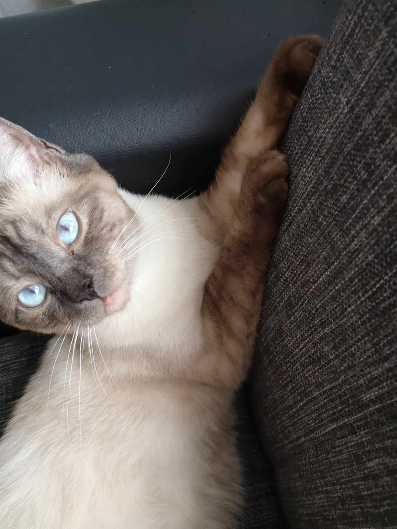 2 Kitten Mädchen ab 26.10.24 abzugeben