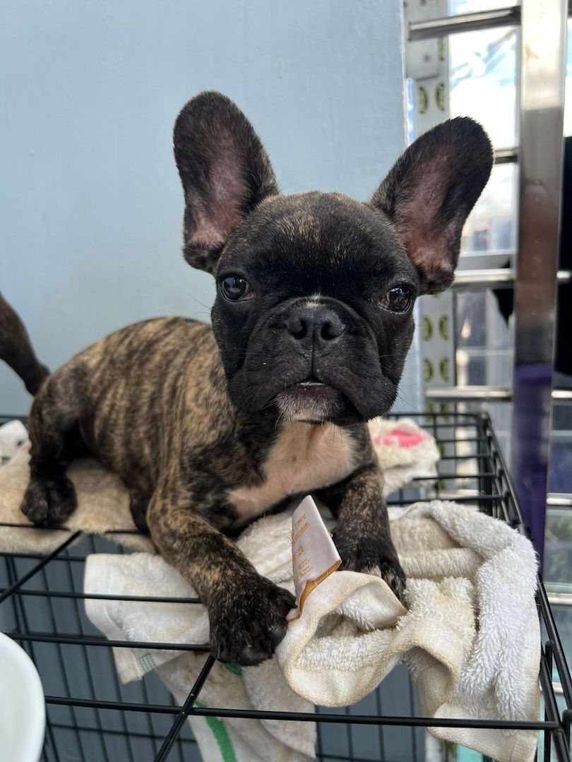 Zwei französische Bulldoggen, 9 Wochen alt, zur Adoption Zwei französische Bulldoggen, 9 Wochen alt, zur Adoption