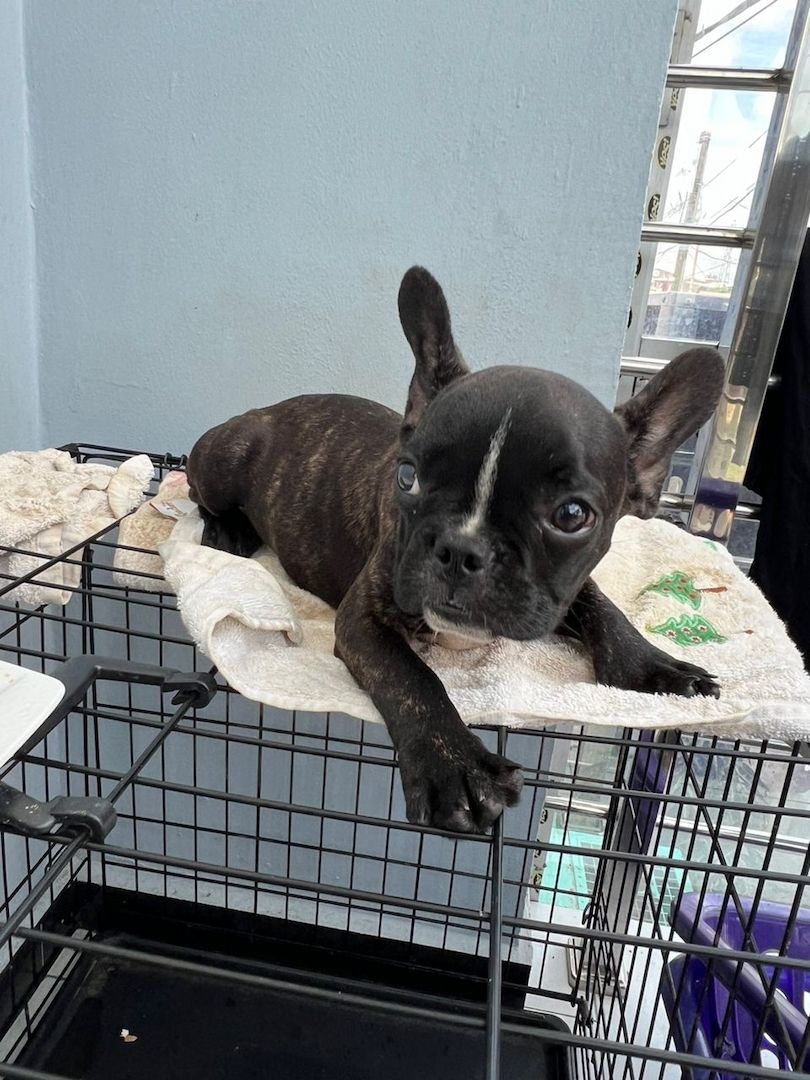 Zwei französische Bulldoggen, 9 Wochen alt, zur Adoption Zwei französische Bulldoggen, 9 Wochen alt, zur Adoption