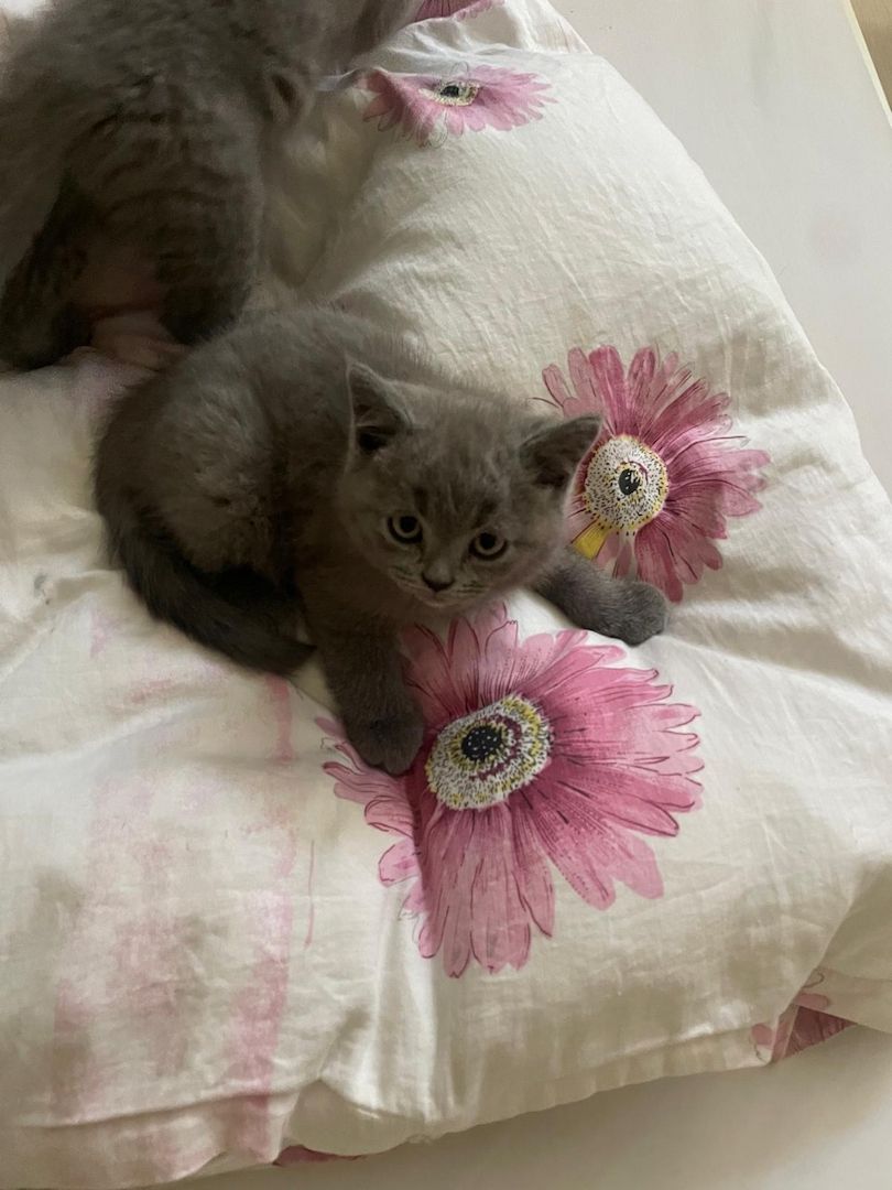 Bkh katze Bkh katze