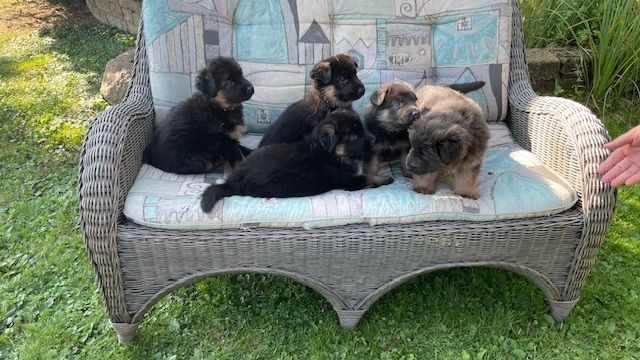 Deutsche Reinrassige Schäferhund Welpen mit geradem Rücken Deutsche Reinrassige Schäferhund Welpen mit geradem Rücken