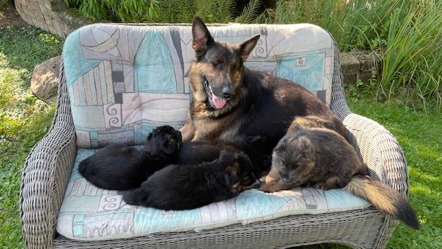 Deutsche Reinrassige Schäferhund Welpen mit geradem Rücken Deutsche Reinrassige Schäferhund Welpen mit geradem Rücken